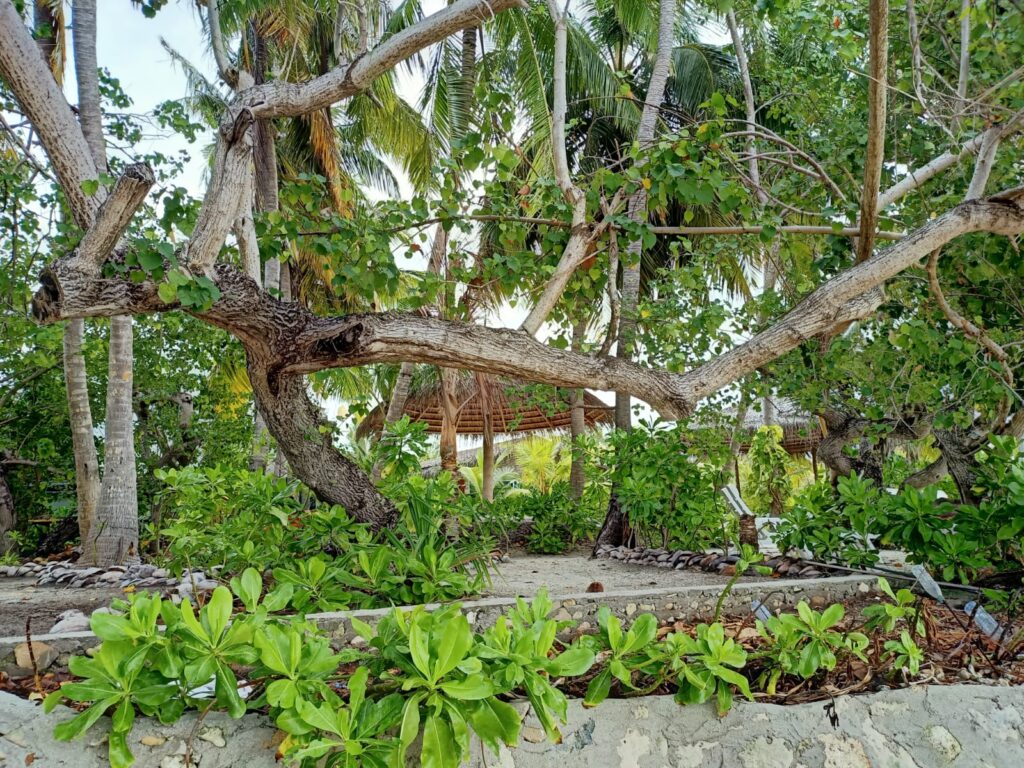 PHOTO-2022-06-30-10-24-21-2 - Island Life Maldives